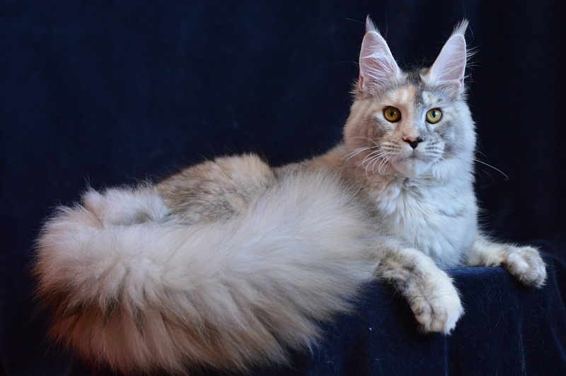 Foggy Woods Dominika - Юниор мейн-кун 8 месяцев 3 недели