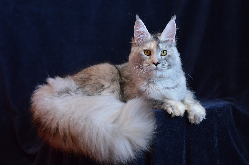 Foggy Woods Dominika - Юниор мейн-кун 8 месяцев 3 недели