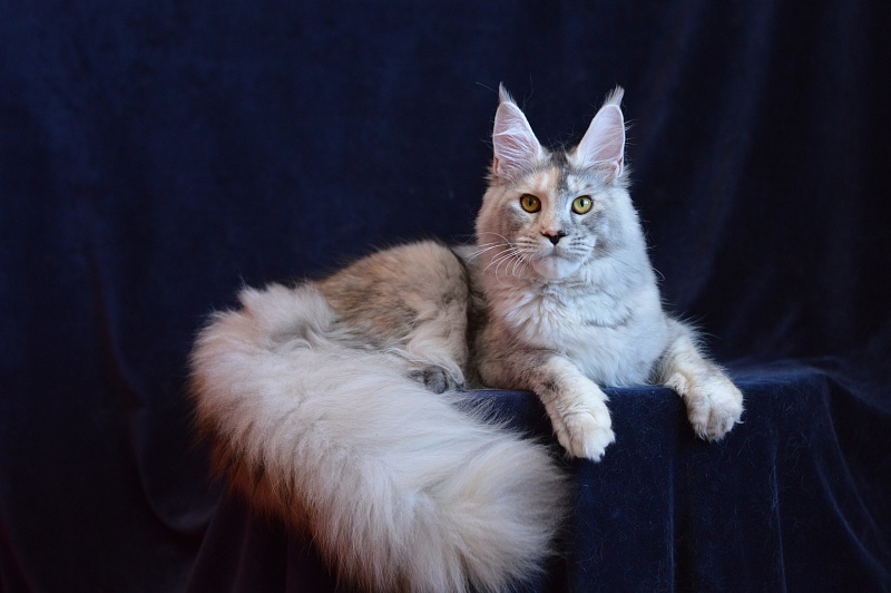 Foggy Woods Dominika - Юниор мейн-кун 8 месяцев 3 недели