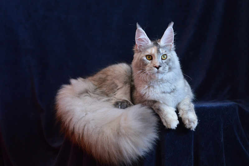 Foggy Woods Dominika - Юниор мейн-кун 8 месяцев 3 недели