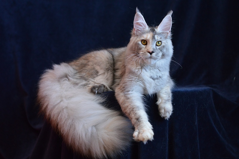 Foggy Woods Dominika - Юниор мейн-кун 8 месяцев 3 недели