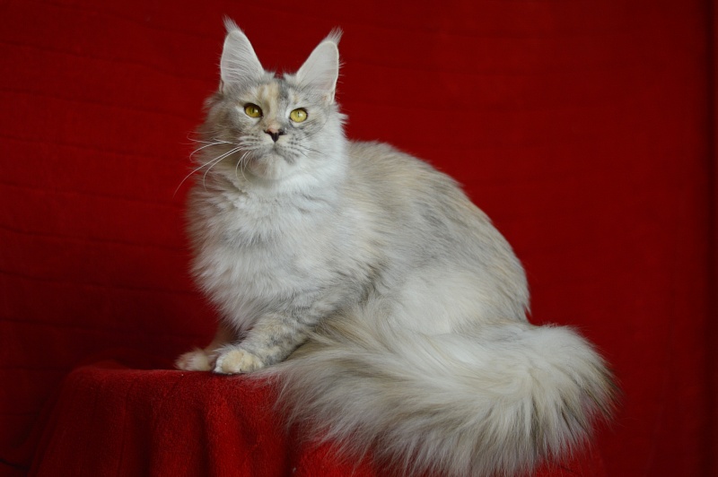 Foggy Woods Dominika - Взрослый мейн-кун 1 год 0,5 недель