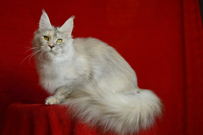 Foggy Woods Dominika - Взрослый мейн-кун 1 год 0,5 недель