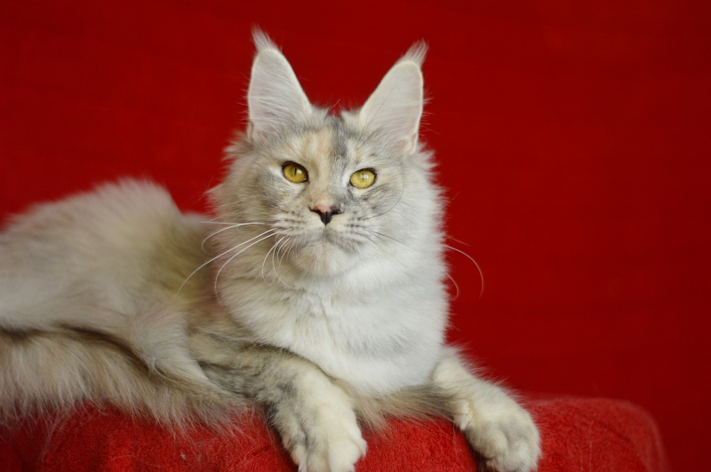 Foggy Woods Dominika - Взрослый мейн-кун 1 год 0,5 недель