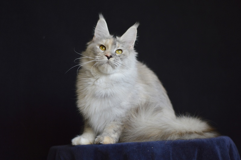 Foggy Woods Dominika - Взрослый мейн-кун 1 год 4 месяца 0,5 недель