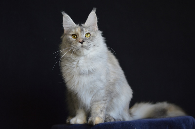 Foggy Woods Dominika - Взрослый мейн-кун 1 год 4 месяца 0,5 недель