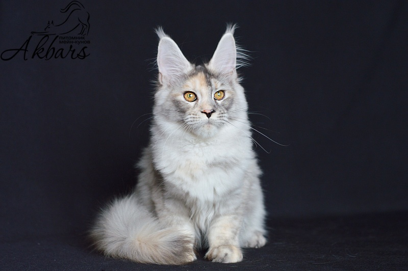 Foggy Woods Dominika - Котенок мейн-кун 5 месяцев 0,5 недель