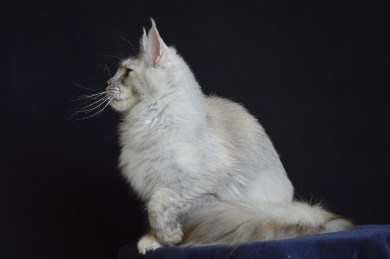 Foggy Woods Dominika - Взрослый мейн-кун 1 год 4 месяца 0,5 недель