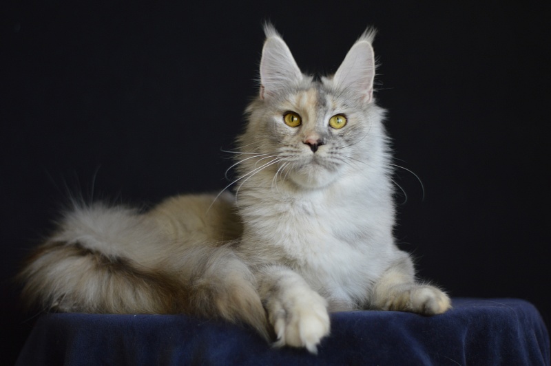 Foggy Woods Dominika - Взрослый мейн-кун 1 год 4 месяца 0,5 недель