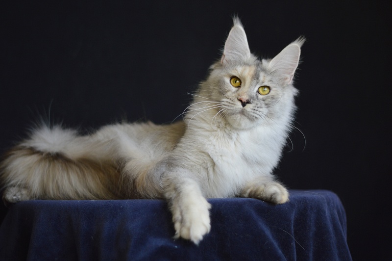 Foggy Woods Dominika - Взрослый мейн-кун 1 год 4 месяца 0,5 недель