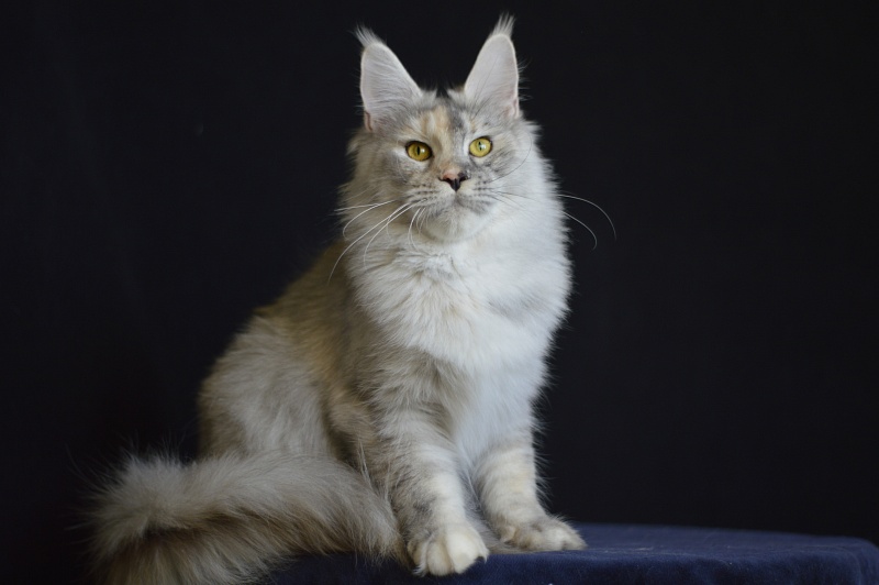 Foggy Woods Dominika - Взрослый мейн-кун 1 год 4 месяца 0,5 недель