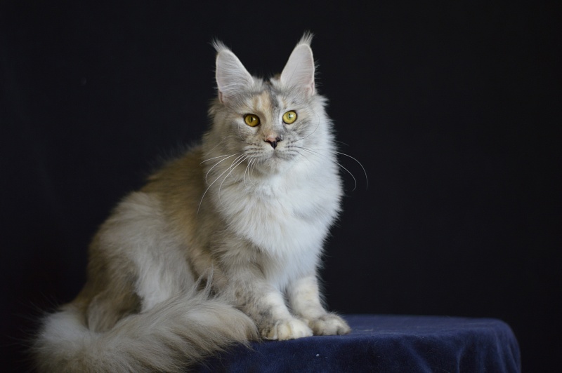 Foggy Woods Dominika - Взрослый мейн-кун 1 год 4 месяца 0,5 недель