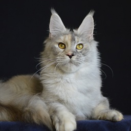 Foggy Woods Dominika