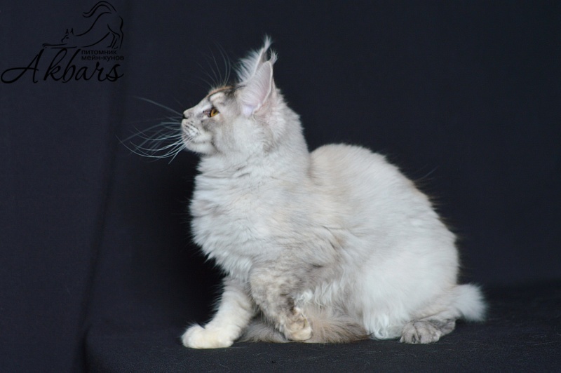 Foggy Woods Dominika - Котенок мейн-кун 5 месяцев 0,5 недель