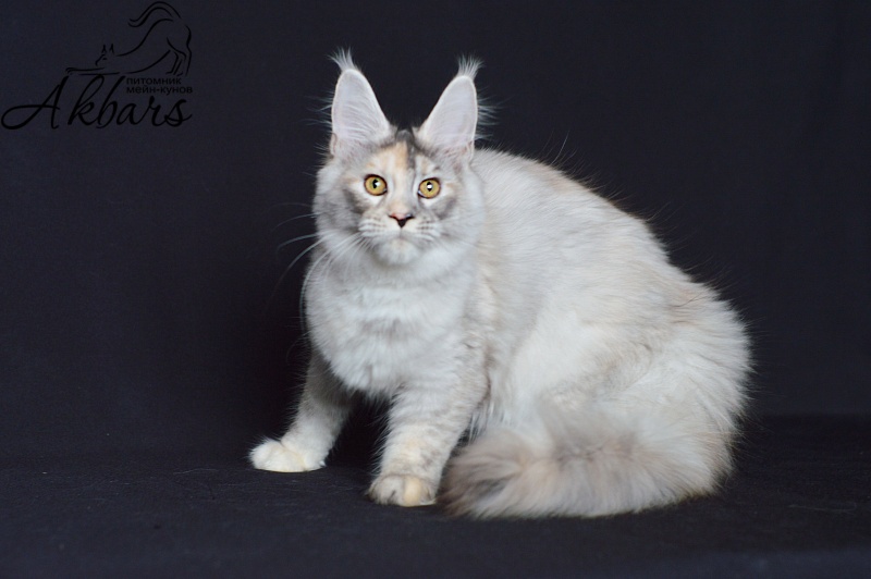 Foggy Woods Dominika - Котенок мейн-кун 5 месяцев 0,5 недель