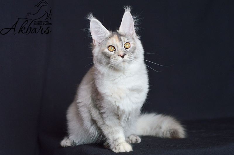 Foggy Woods Dominika - Котенок мейн-кун 5 месяцев 0,5 недель