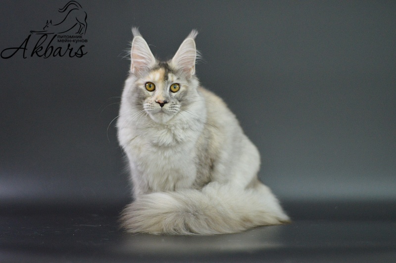 Foggy Woods Dominika - Котенок мейн-кун 5 месяцев 3,5 недели