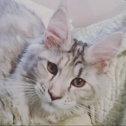 Forest Yeti Queen Ice