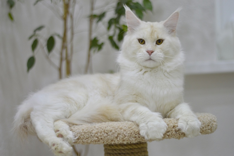 Foggy Woods Diesel - Взрослый мейн-кун 1 год 3 месяца 2 недели