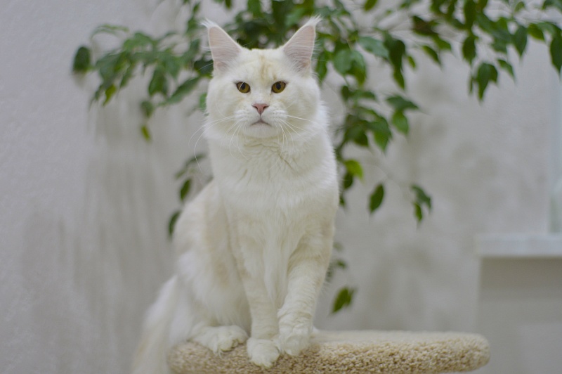 Foggy Woods Diesel - Взрослый мейн-кун 1 год 3 месяца 2 недели