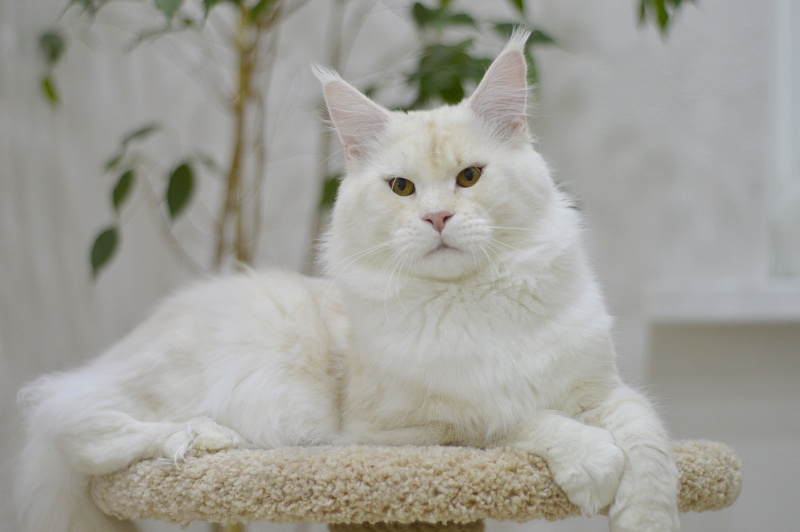 Foggy Woods Diesel - Взрослый мейн-кун 1 год 3 месяца 2 недели