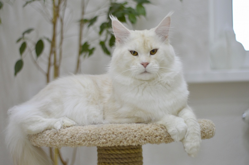 Foggy Woods Diesel - Взрослый мейн-кун 1 год 3 месяца 2 недели