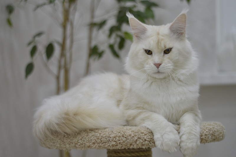 Foggy Woods Diesel - Взрослый мейн-кун 1 год 3 месяца 2 недели