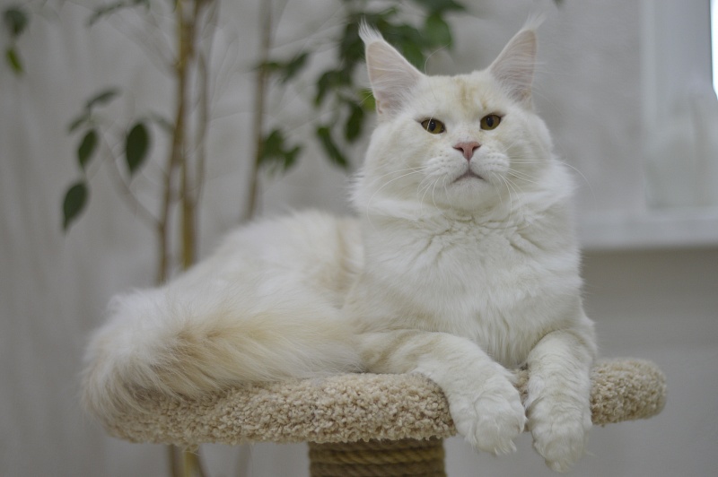 Foggy Woods Diesel - Взрослый мейн-кун 1 год 3 месяца 2 недели