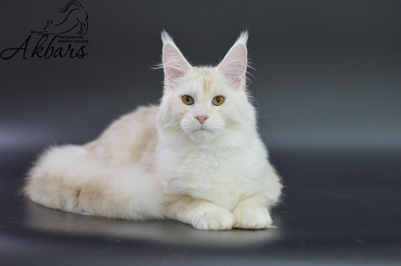 Foggy Woods Diesel - Котенок мейн-кун 5 месяцев 3,5 недели