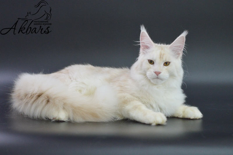 Foggy Woods Diesel - Котенок мейн-кун 5 месяцев 3,5 недели