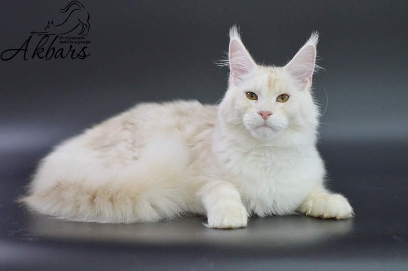 Foggy Woods Diesel - Котенок мейн-кун 5 месяцев 3,5 недели