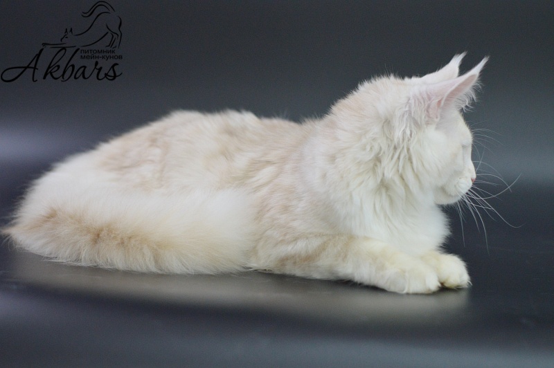 Foggy Woods Diesel - Котенок мейн-кун 5 месяцев 3,5 недели