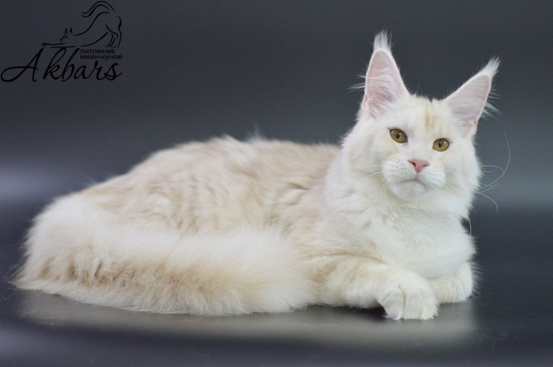 Foggy Woods Diesel - Котенок мейн-кун 5 месяцев 3,5 недели