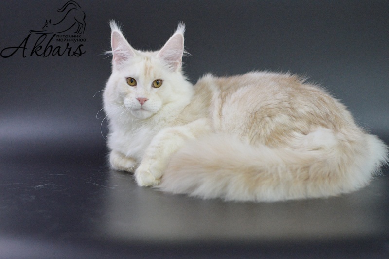 Foggy Woods Diesel - Котенок мейн-кун 5 месяцев 3,5 недели