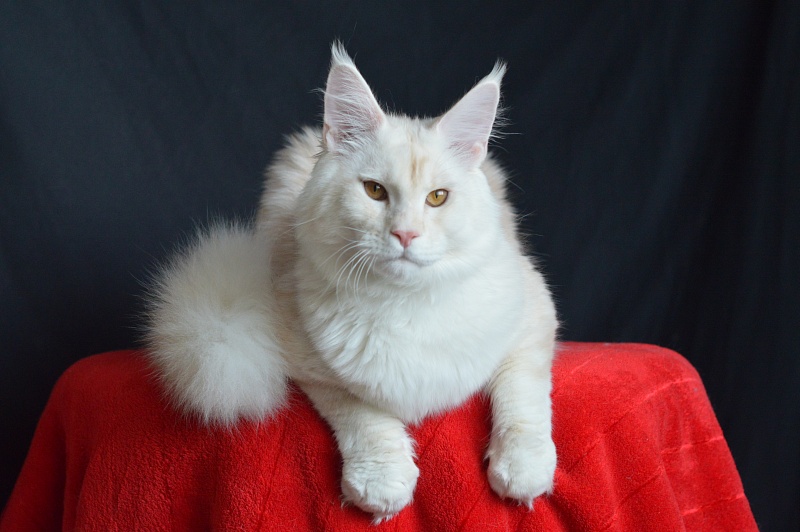 Foggy Woods Diesel - Юниор мейн-кун 7 месяцев 2,5 недели