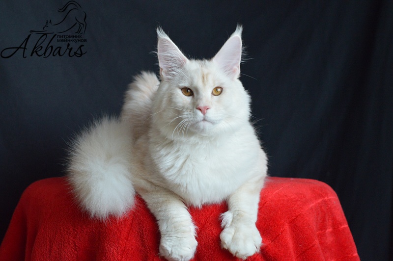 Foggy Woods Diesel - Юниор мейн-кун 7 месяцев 2,5 недели