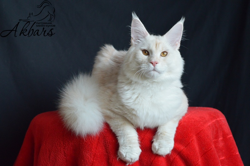 Foggy Woods Diesel - Юниор мейн-кун 7 месяцев 2,5 недели