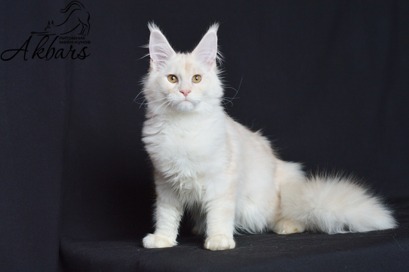 Foggy Woods Diesel - Котенок мейн-кун 5 месяцев 0,5 недель