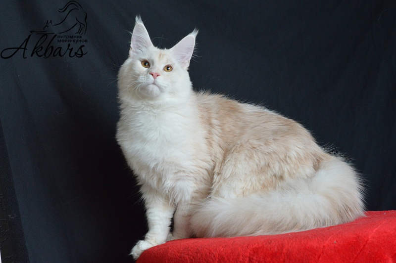 Foggy Woods Diesel - Юниор мейн-кун 7 месяцев 2,5 недели