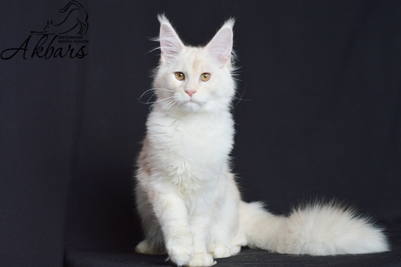 Foggy Woods Diesel - Котенок мейн-кун 5 месяцев 0,5 недель