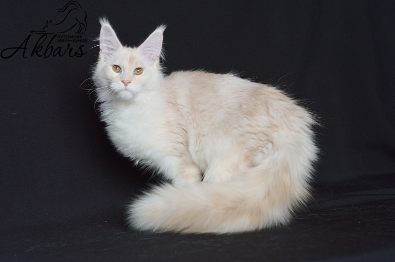 Foggy Woods Diesel - Котенок мейн-кун 5 месяцев 0,5 недель