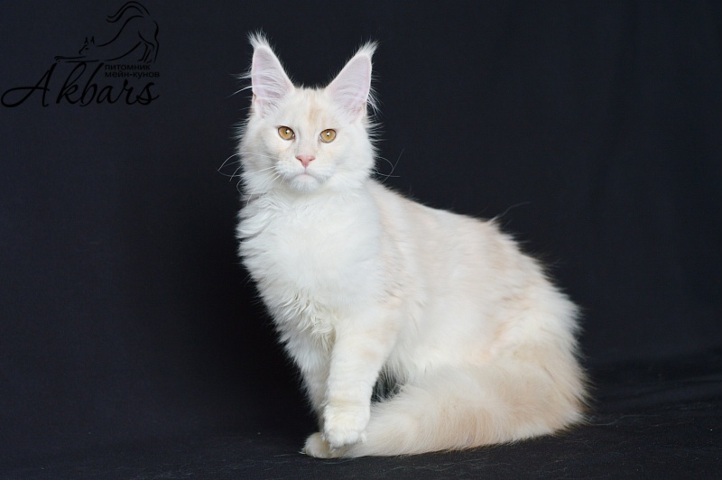 Foggy Woods Diesel - Котенок мейн-кун 5 месяцев 0,5 недель