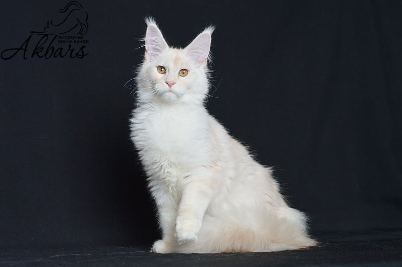 Foggy Woods Diesel - Котенок мейн-кун 5 месяцев 0,5 недель