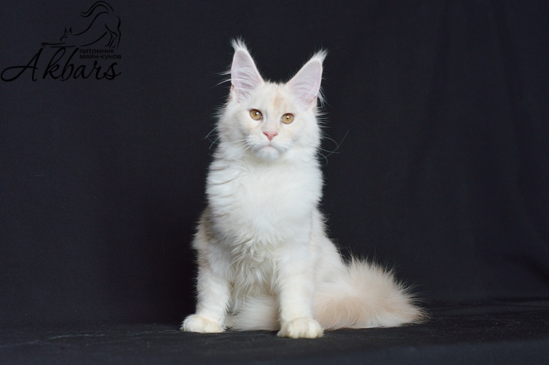 Foggy Woods Diesel - Котенок мейн-кун 5 месяцев 0,5 недель