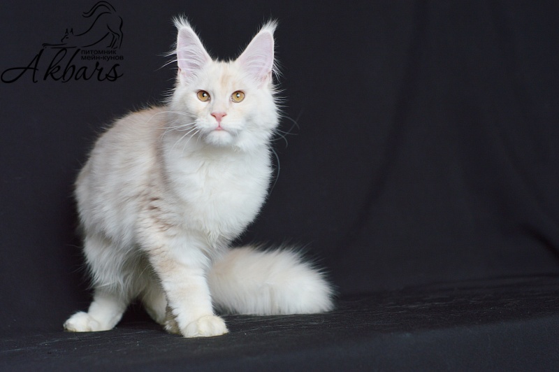 Foggy Woods Diesel - Котенок мейн-кун 5 месяцев 0,5 недель