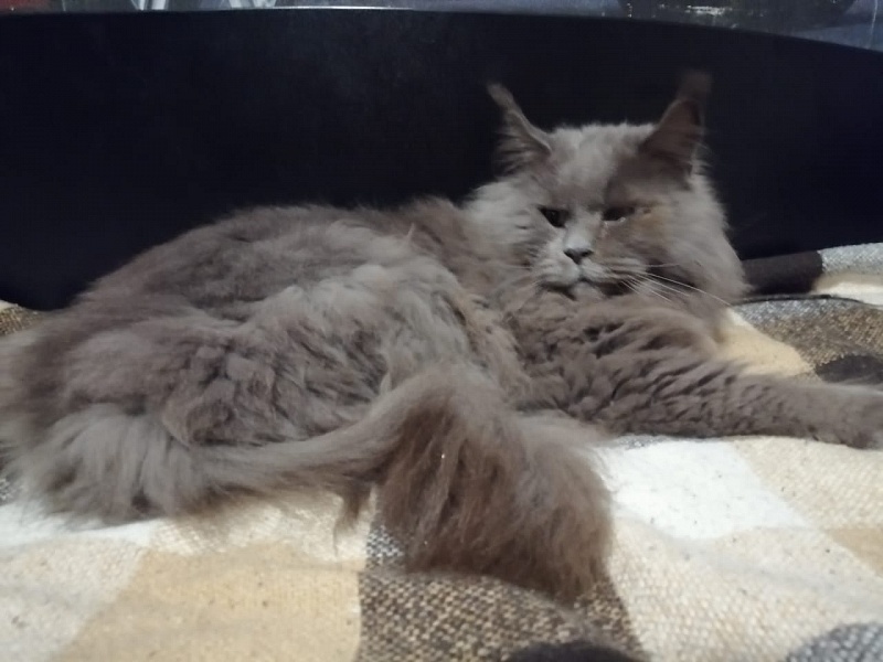 Avatar Paborito - мейн-кун 01.08.2021