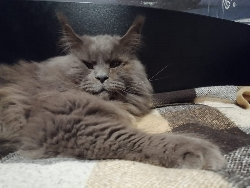 Avatar Paborito - мейн-кун 01.08.2021