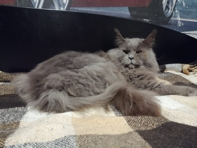 Avatar Paborito - мейн-кун 01.08.2021