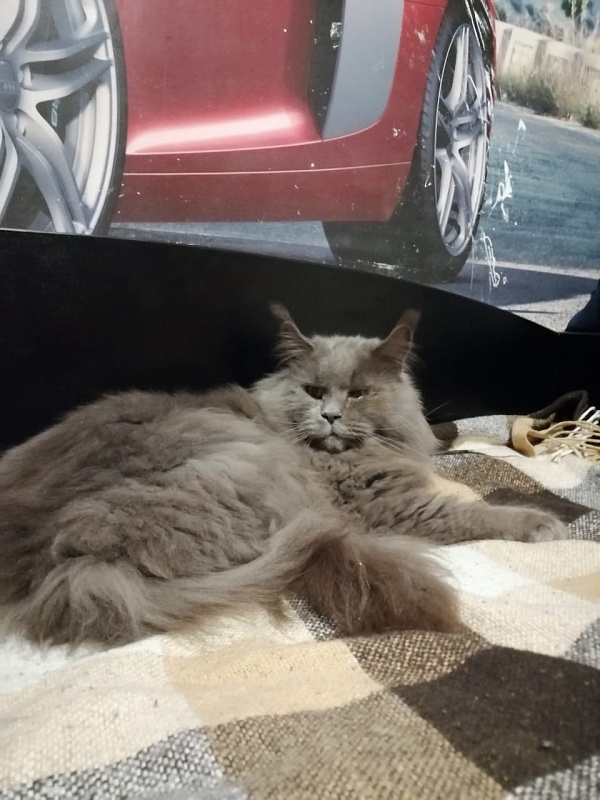 Avatar Paborito - мейн-кун 01.08.2021