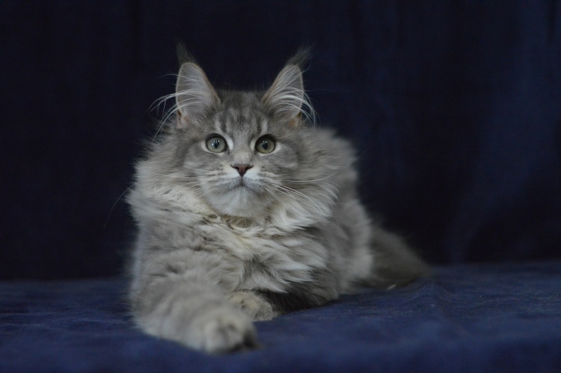 Paborito *RU Sabina - Kitten maine-coon 4 months 3.5 weeks